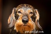 Griffon bruxellois (Griff):Caractéristiques et soins des races de chiens 