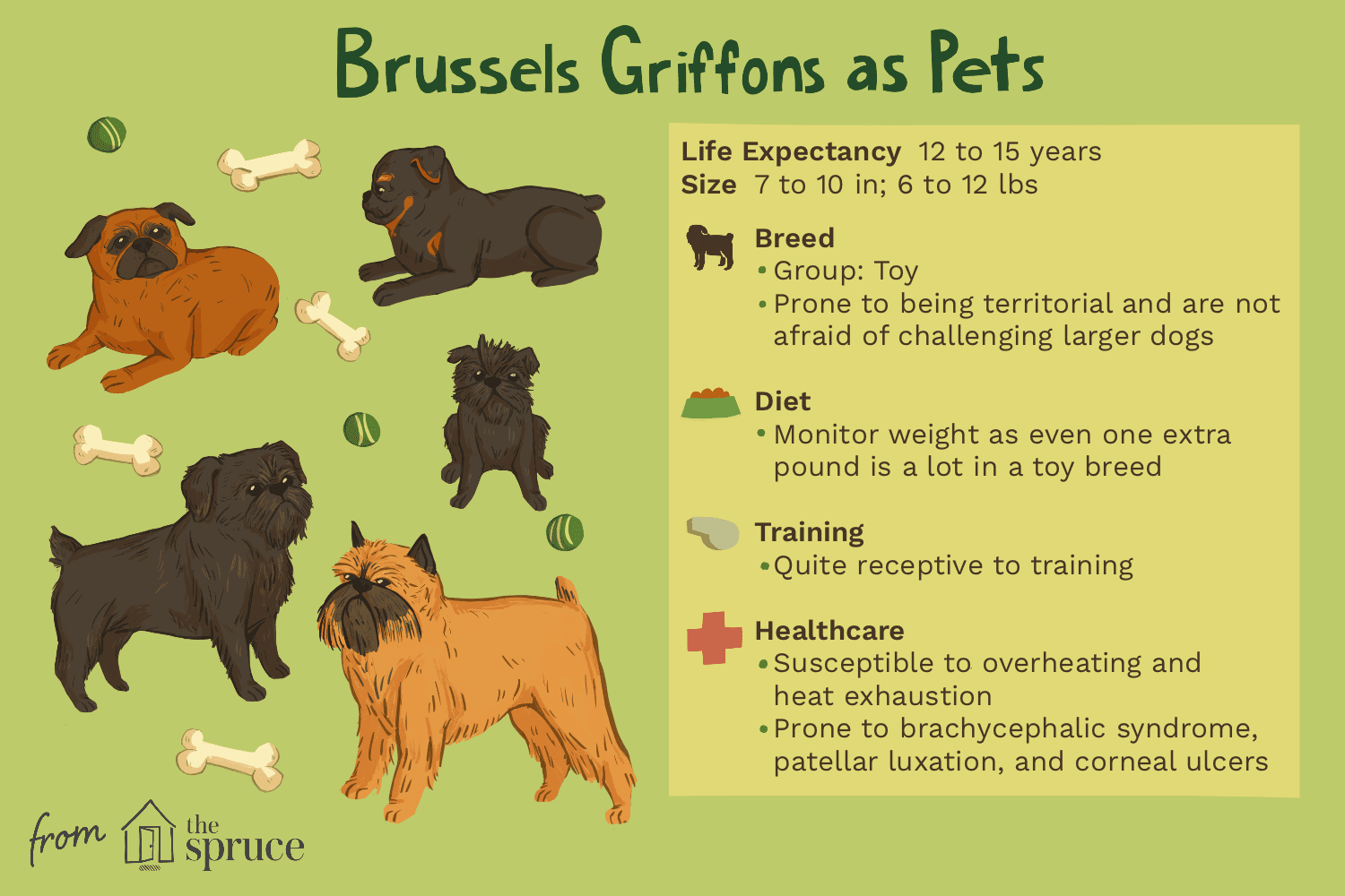 Bruxelas Griffon (Griff):Características e cuidados da raça do cão