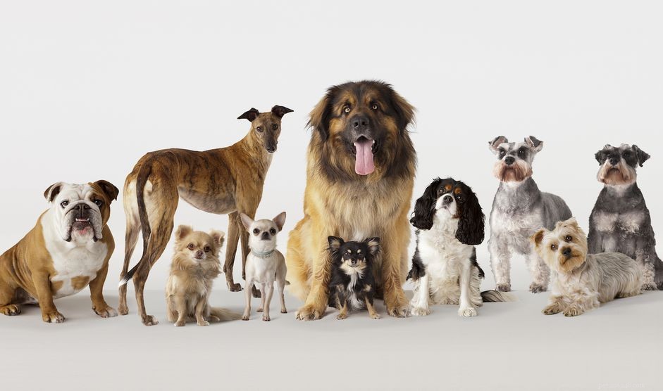 De 7 soorten hondenrassen