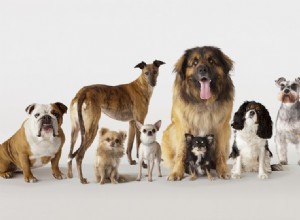 7種類の犬種 