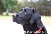 キースホンド：犬の品種の特徴とケア 
