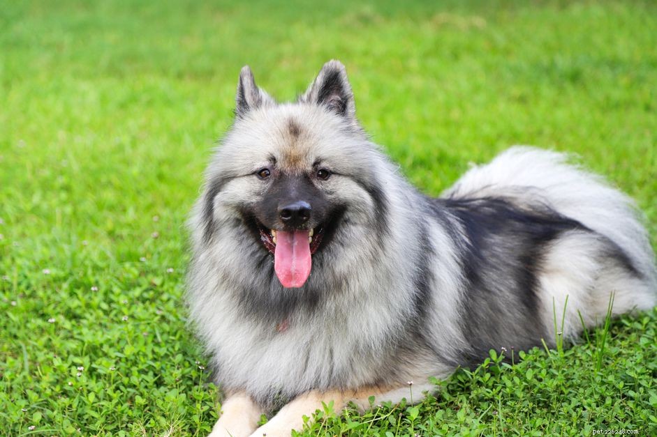 Keeshond :caractéristiques et soins de la race de chien