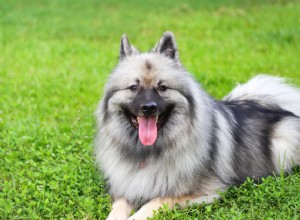 Keeshond:características e cuidados da raça do cão