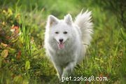Keeshond:kenmerken en verzorging van hondenrassen