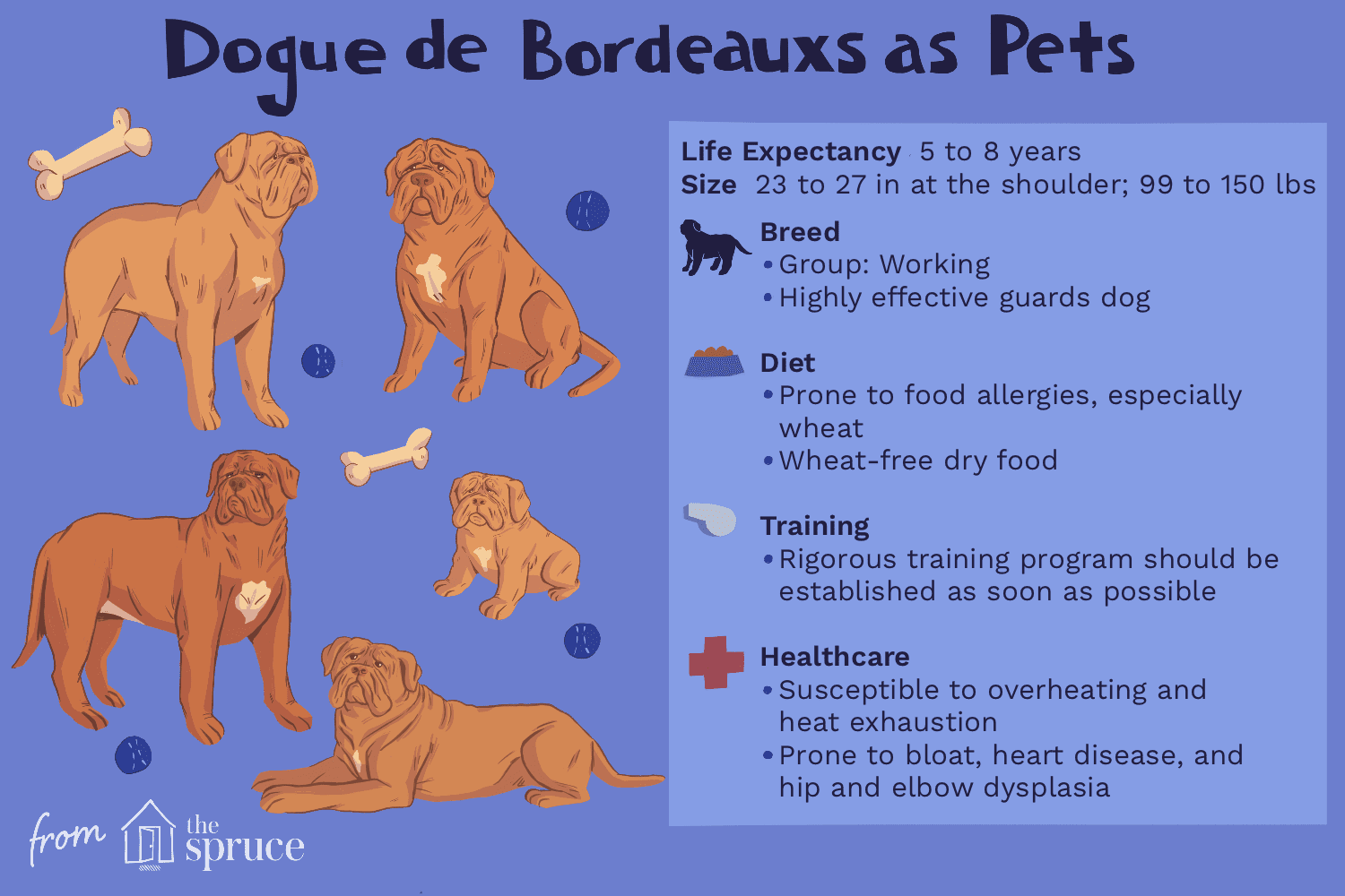 Dogue de Bordeaux(French Mastiff):개 품종 특성 및 관리
