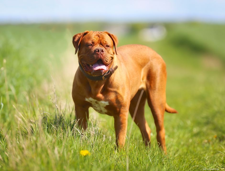 Бордоский дог (французский мастиф):характеристики породы собак и уход за ними