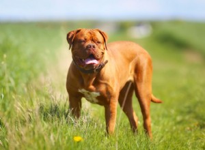 Dogue de Bordeaux (Mastim Francês):Características e cuidados da raça do cão