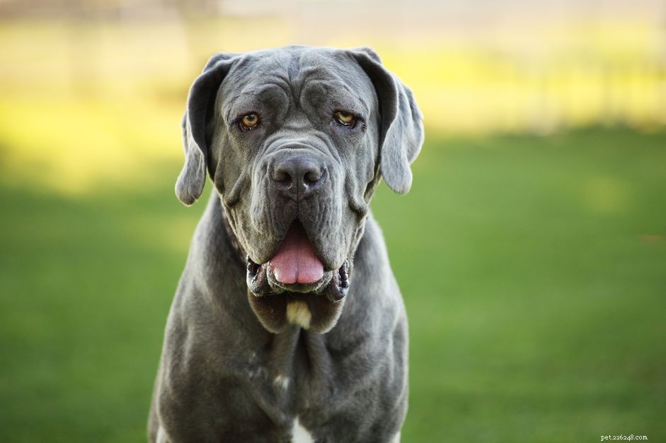 Mastim napolitano:perfil da raça do cão