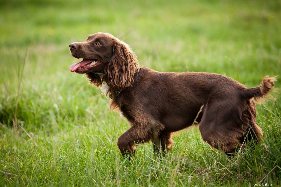 Boykin Spaniel:Hundrasegenskaper och skötsel