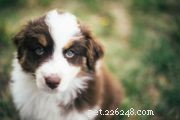 Boykin-spaniël:kenmerken en verzorging van hondenrassen