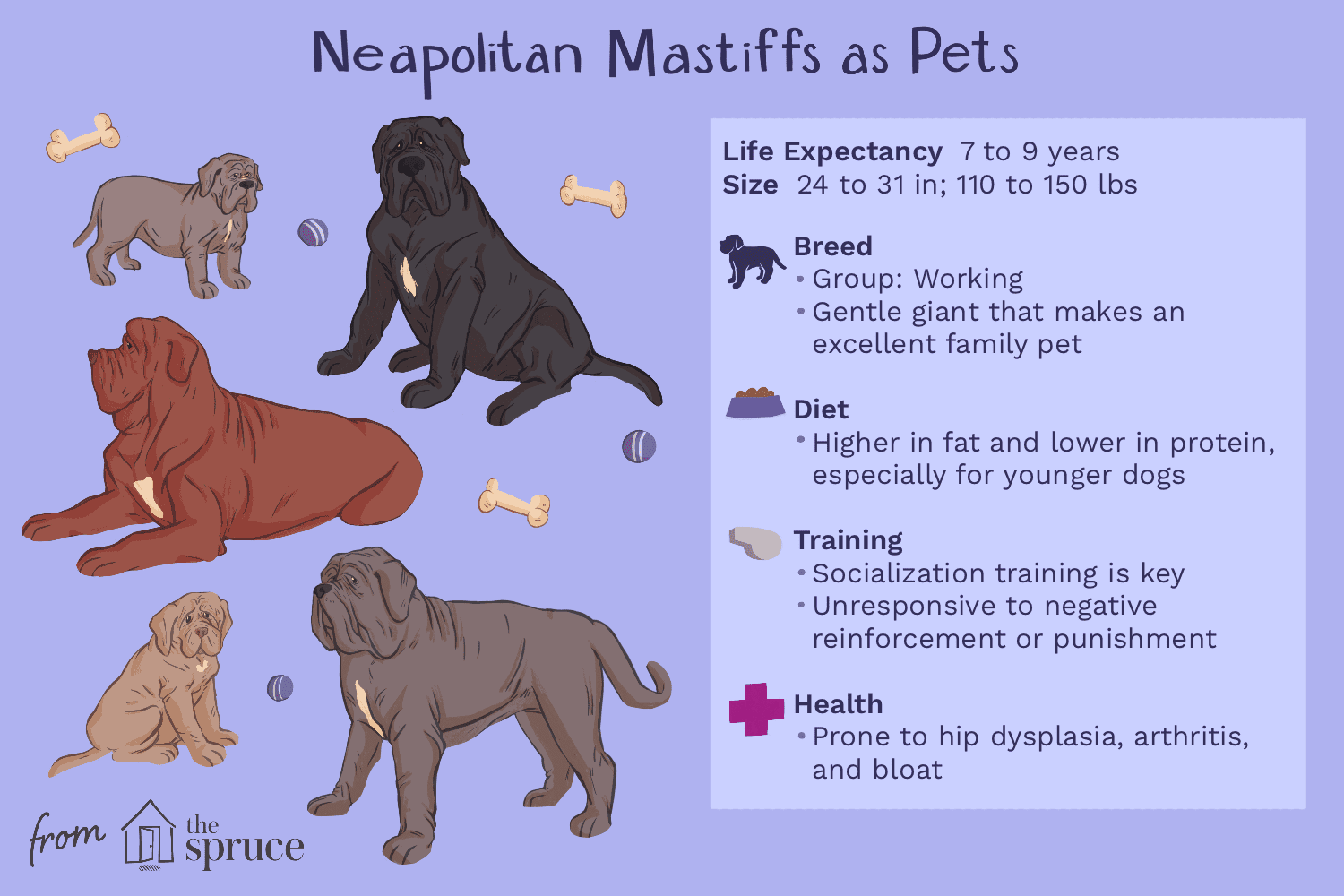ナポリタンマスティフ：犬の品種プロファイル 