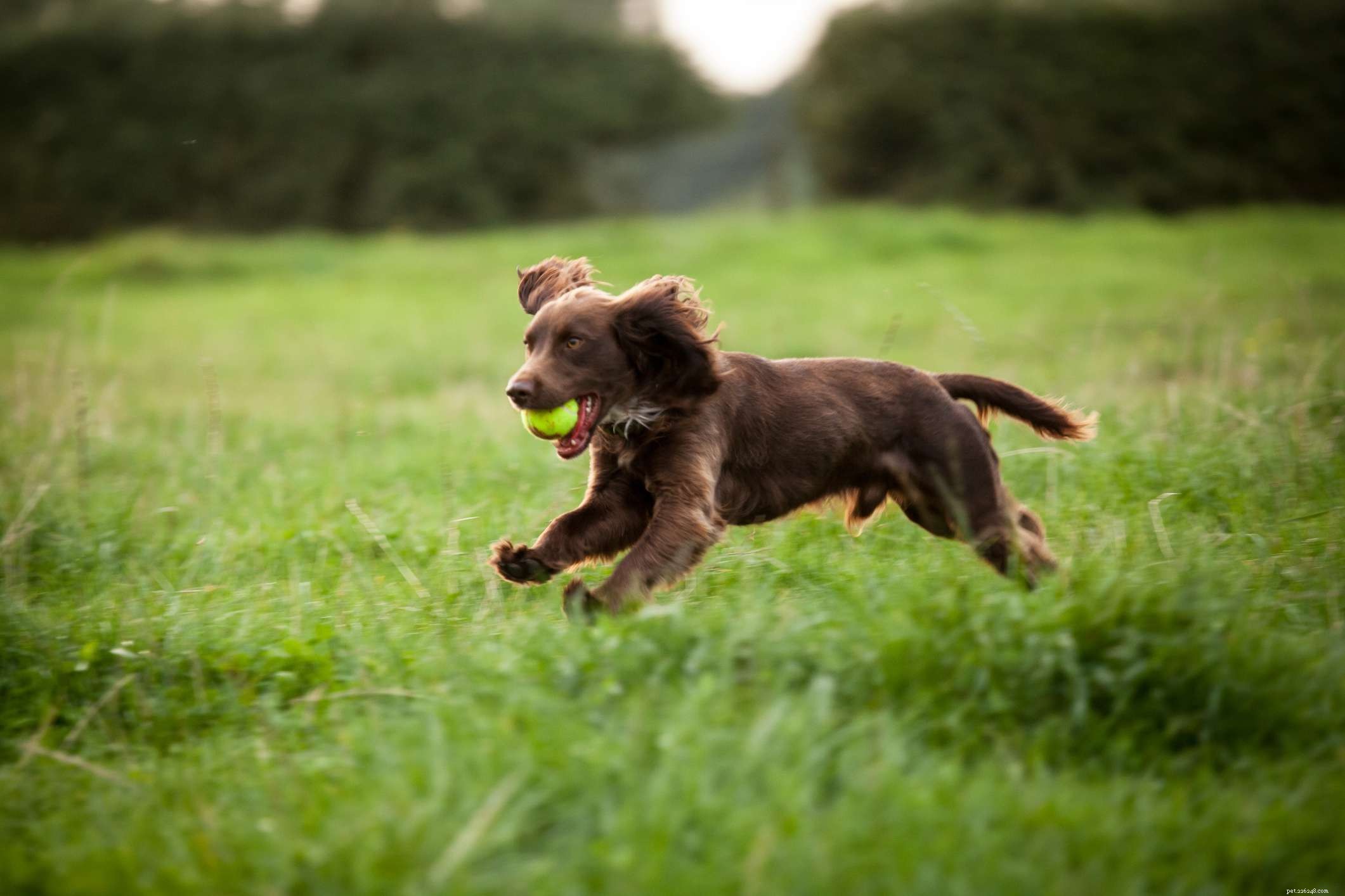 Boykin Spaniel:Hundrasegenskaper och skötsel