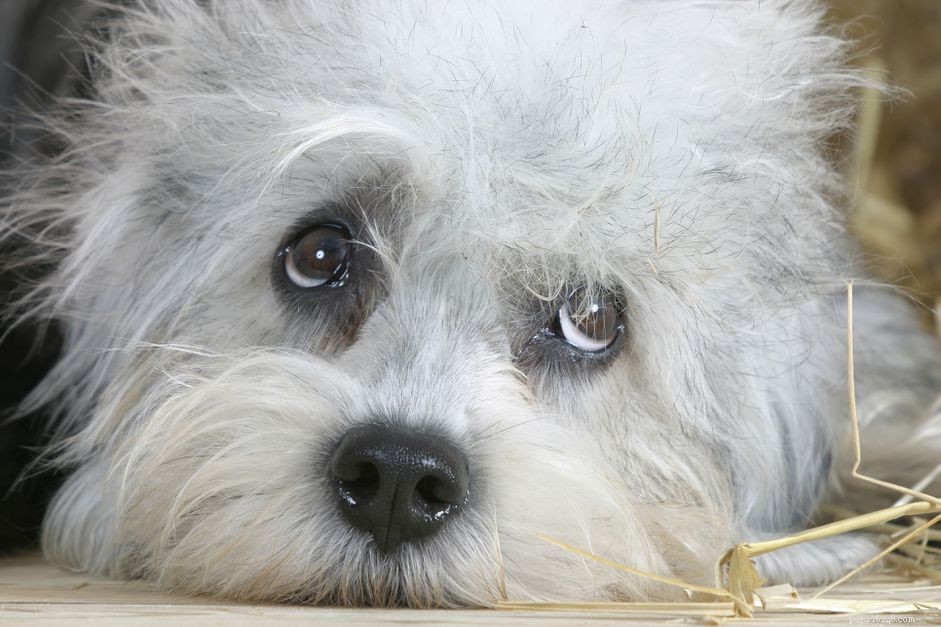 Денди-динмонт-терьер:характеристики породы собак и уход за ними