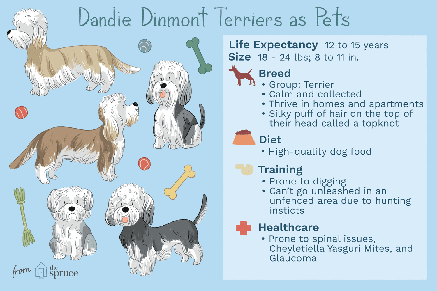 Денди-динмонт-терьер:характеристики породы собак и уход за ними