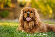 Boykin-spaniël:kenmerken en verzorging van hondenrassen