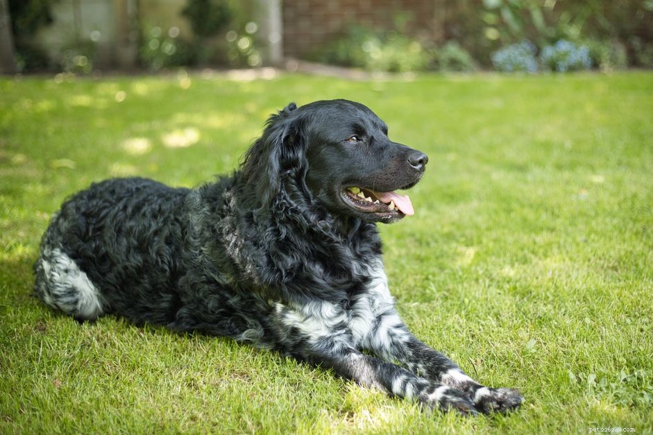 Wetterhoun :caractéristiques et soins des races de chiens