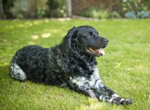 ウェッターフーン：犬の品種の特徴とケア 