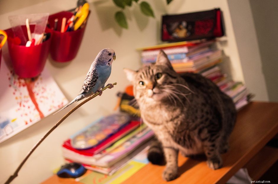 Gatti e uccelli possono vivere insieme?
