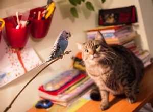 Mohou kočky a ptáci žít spolu?