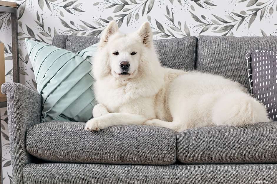 Должны ли собаки находиться на мебели?
