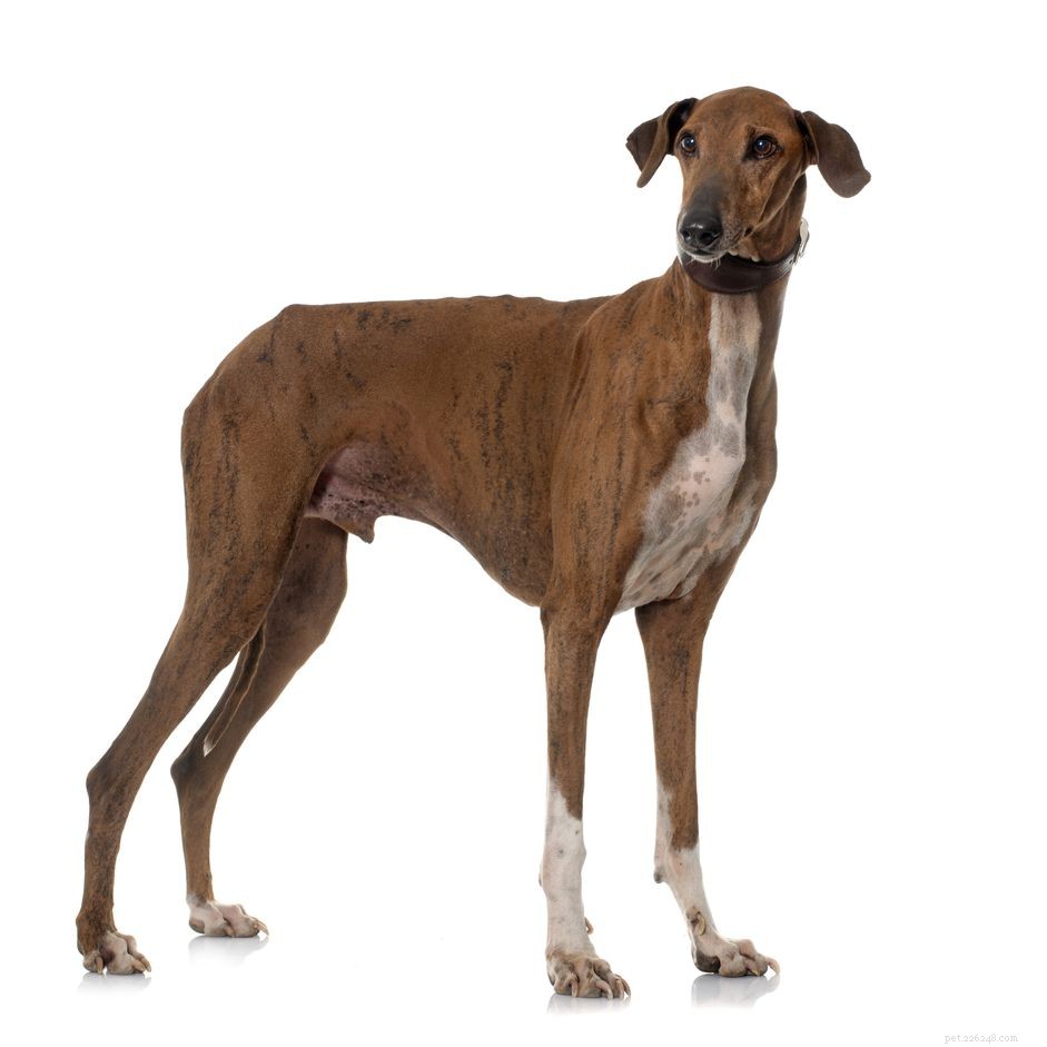 Azawakh :caractéristiques et soins des races de chiens