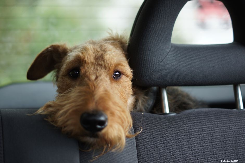 도로 여행에서 강아지 또는 강아지와 함께 여행
