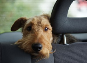 ロードトリップで犬や子犬と一緒に旅行する 
