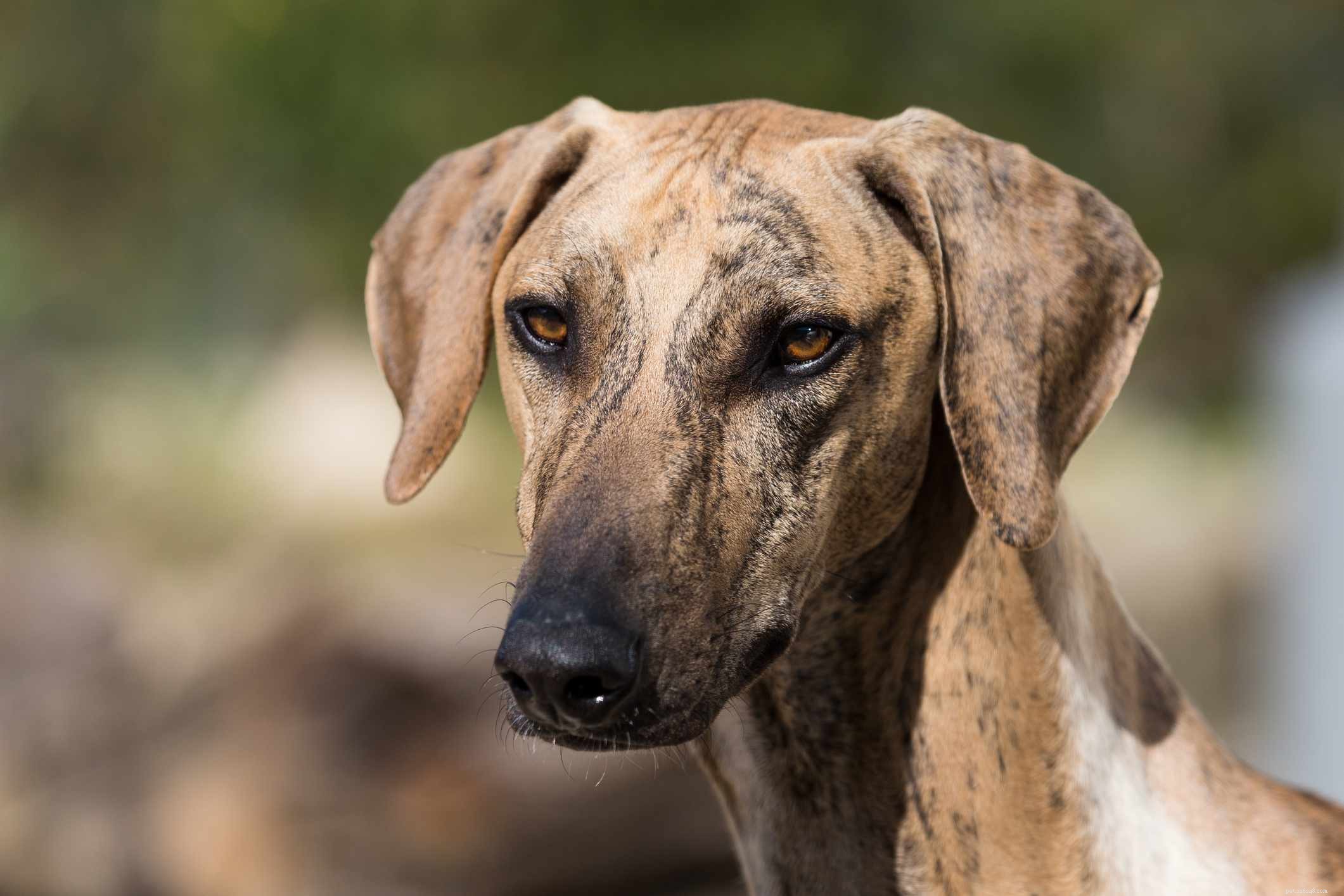 Azawak:kenmerken en verzorging van hondenrassen