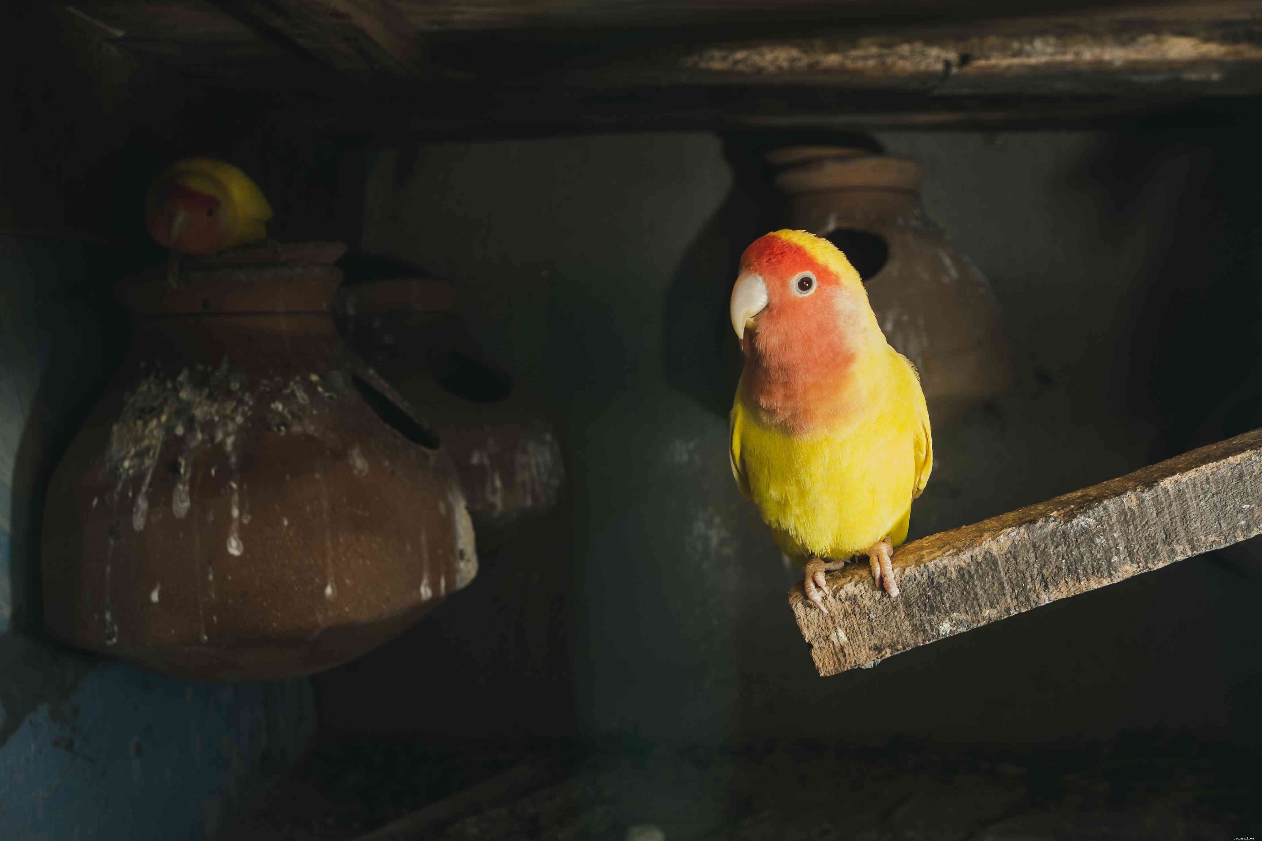 Perfil da espécie Lovebird (Pocket Parrot)