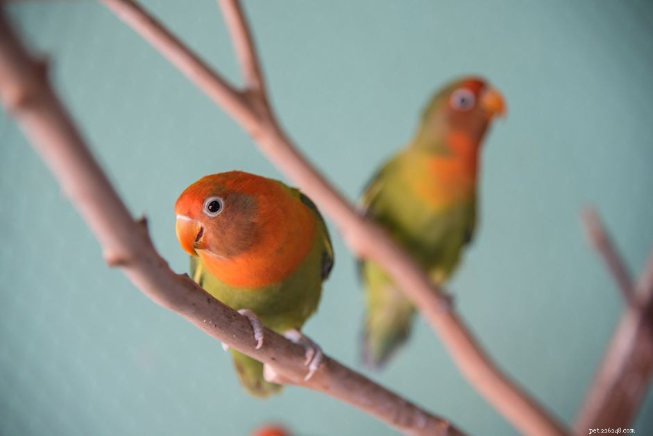 Lovebird (Pocket Parrot) Species Profile