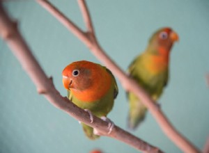 Profil druhu lovebird (papoušek kapesní)