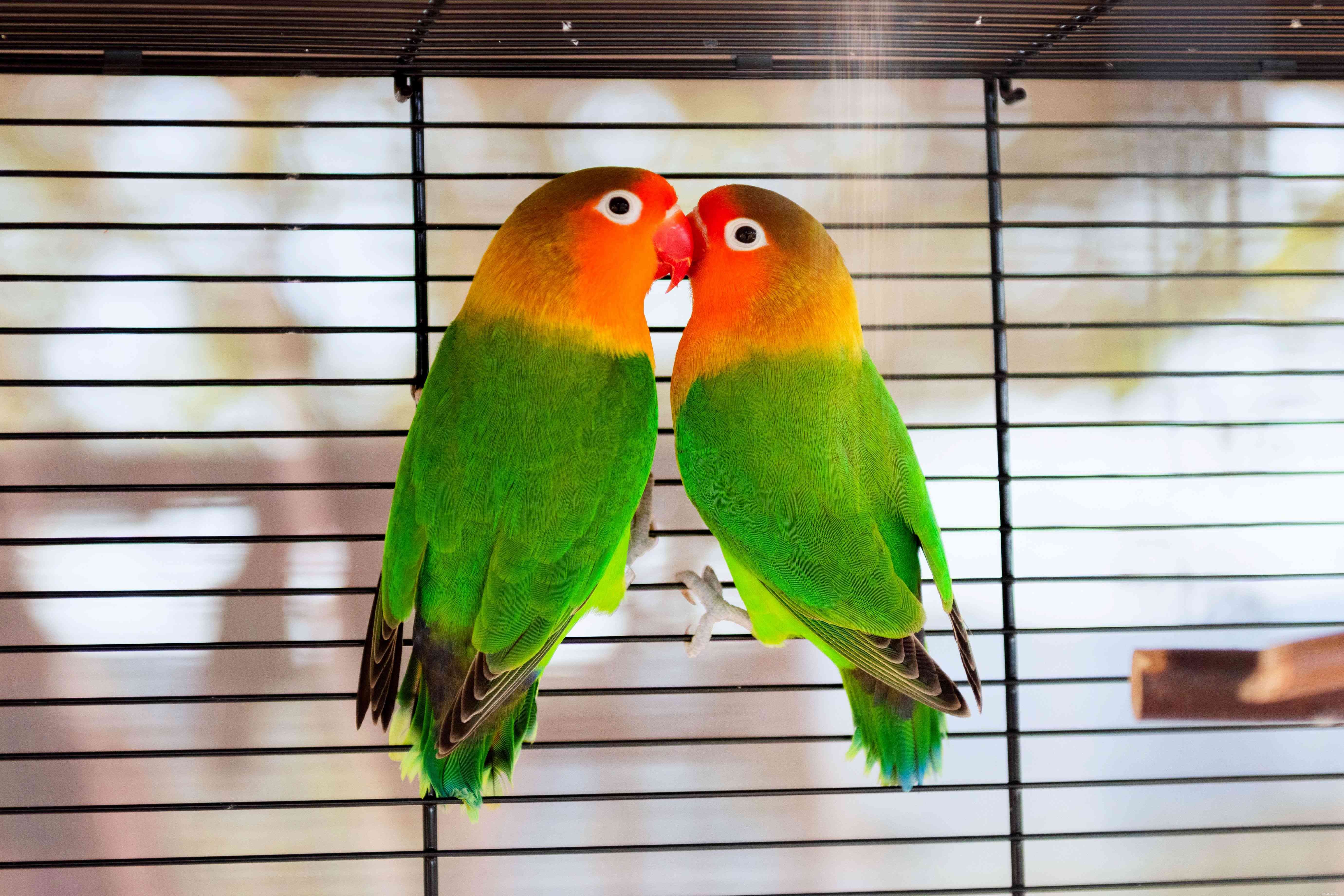 Perfil da espécie Lovebird (Pocket Parrot)