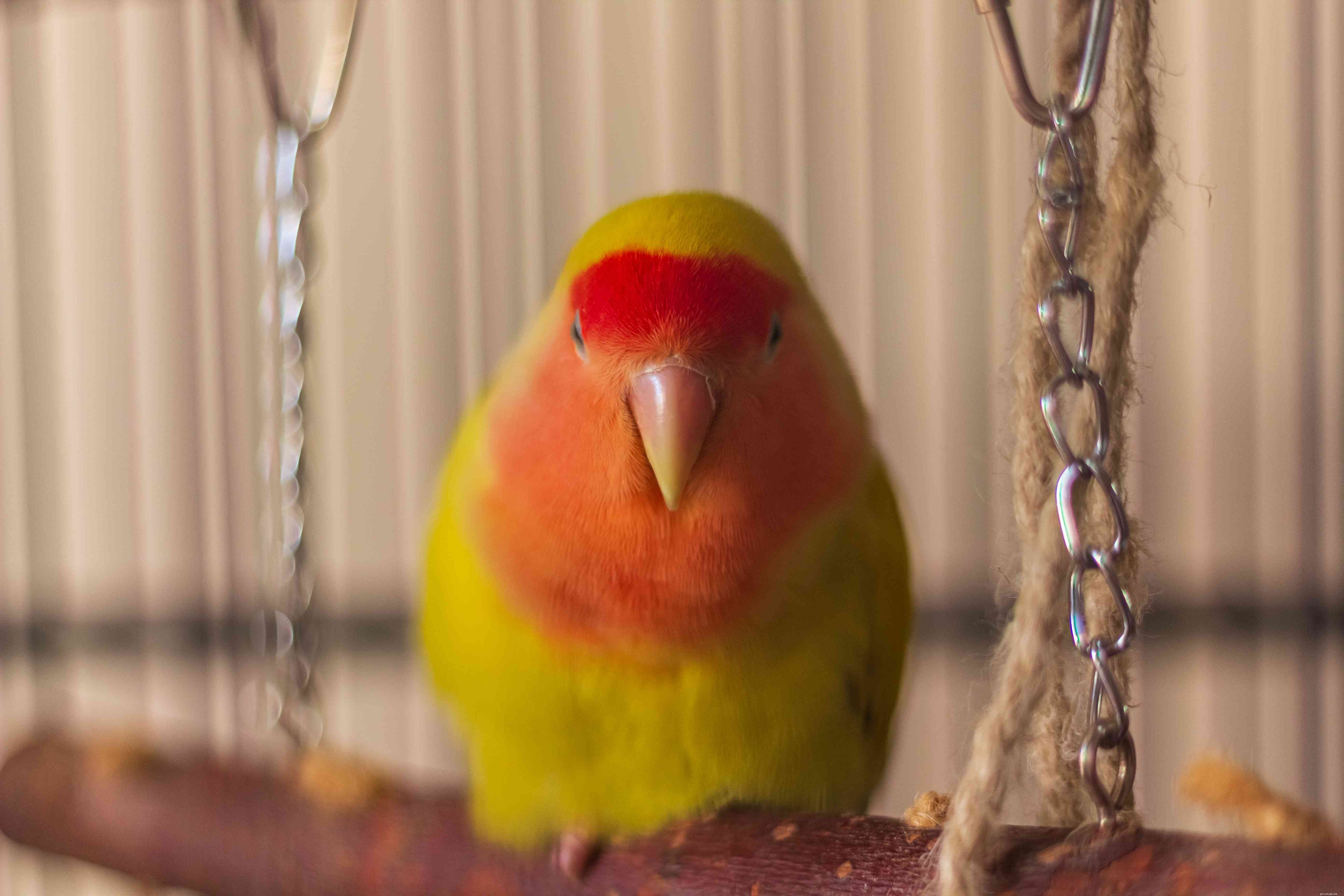 Profil d espèce Inséparable (perroquet de poche)
