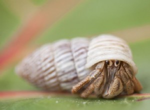 Alimentação de caranguejos eremitas