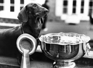 Teckel (Doxie) :caractéristiques et soins de la race de chien