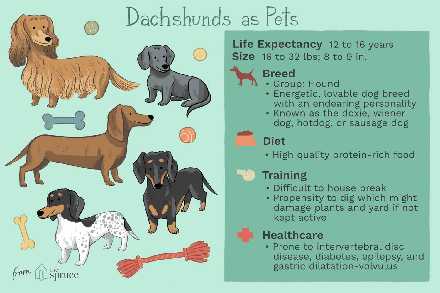 Dachshund (Doxie):caratteristiche e cure della razza canina