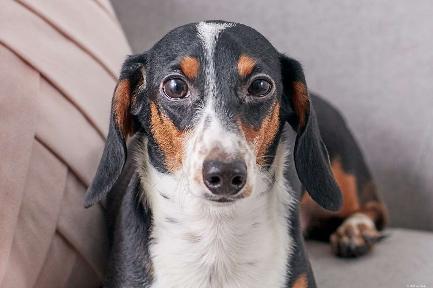 Teckel (Doxie):kenmerken en verzorging van hondenrassen