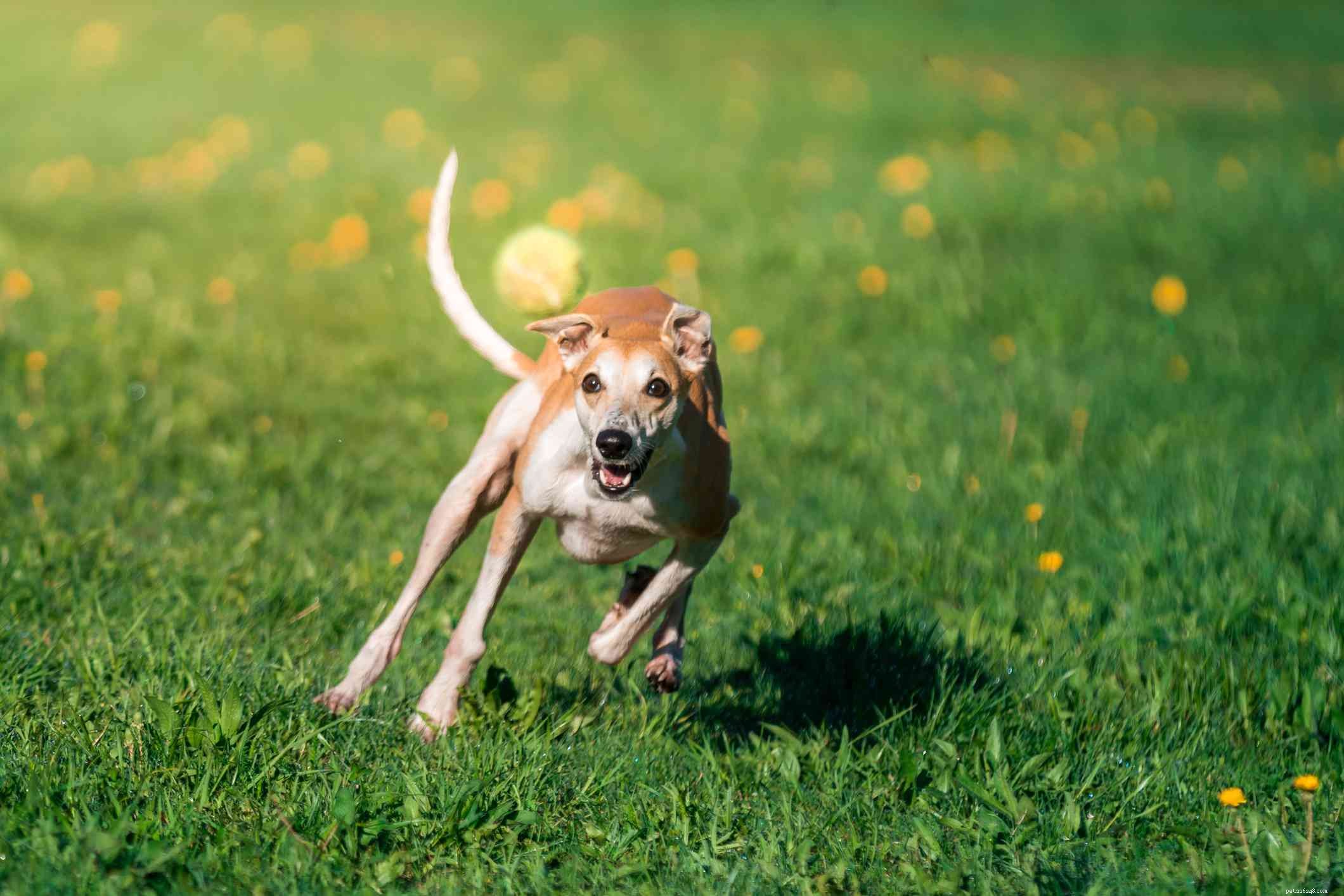 Whippet :caractéristiques et soins des races de chiens