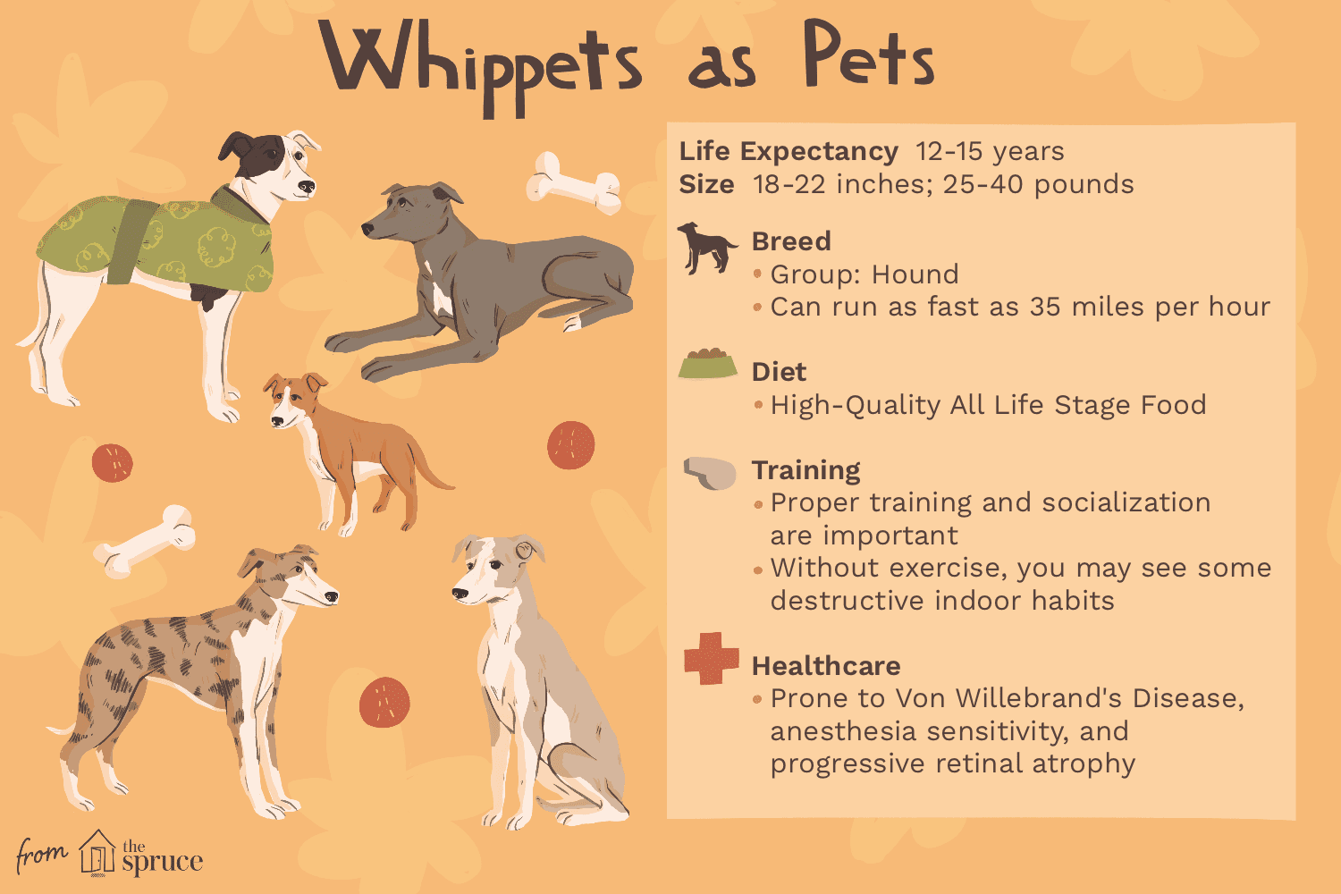 Whippet :caractéristiques et soins des races de chiens