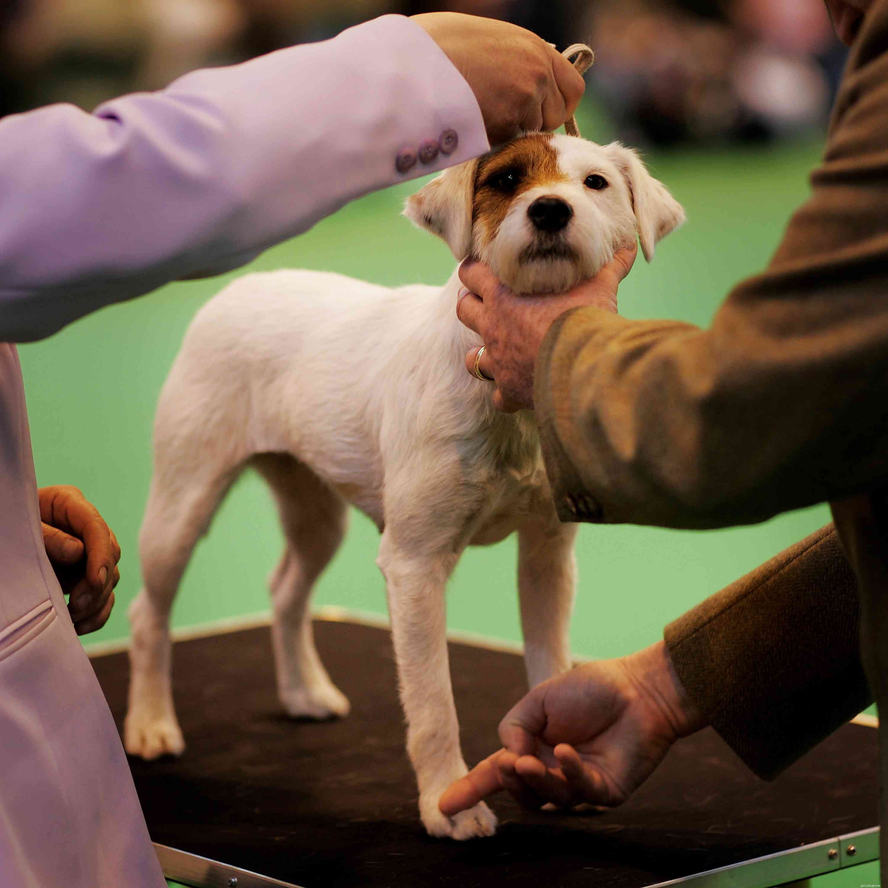 Parson Russell Terrier:caratteristiche e cure della razza canina