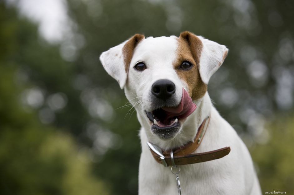 Parson Russell Terrier:caratteristiche e cure della razza canina