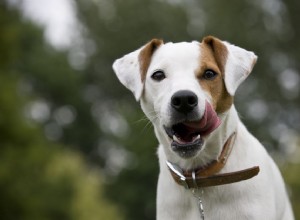파슨 러셀 테리어:개 품종 특성 및 관리