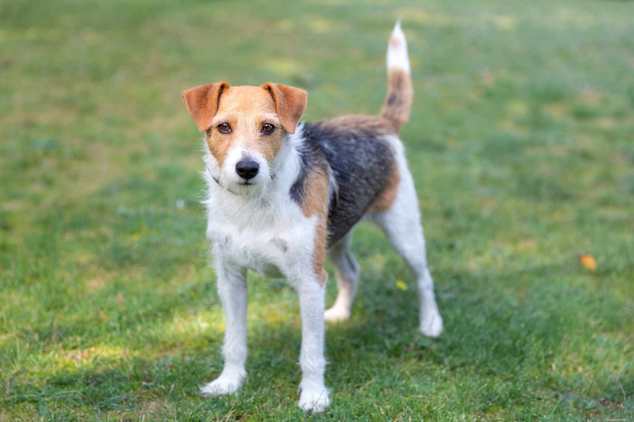 Parson Russell Terrier :caractéristiques et soins de la race de chien
