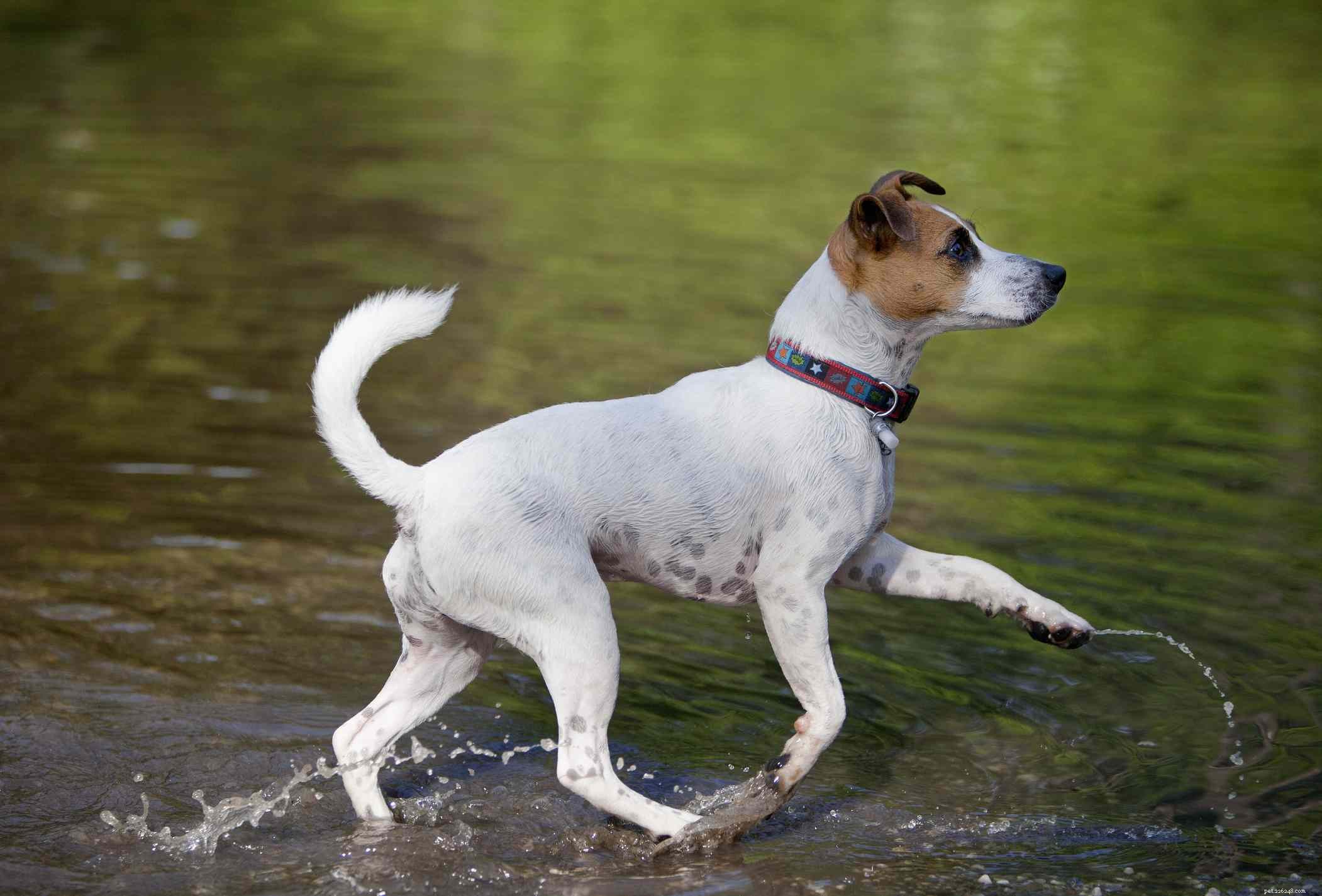 Parson Russell Terrier :caractéristiques et soins de la race de chien