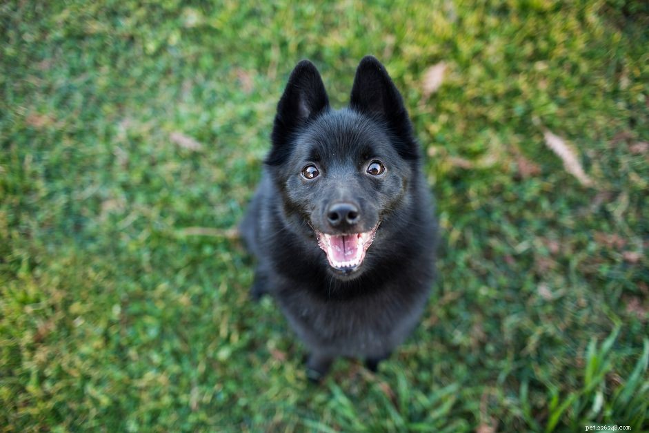 Schipperke :caractéristiques et soins des races de chiens