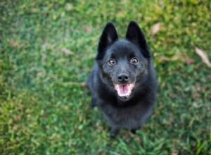 Schipperke :caractéristiques et soins des races de chiens