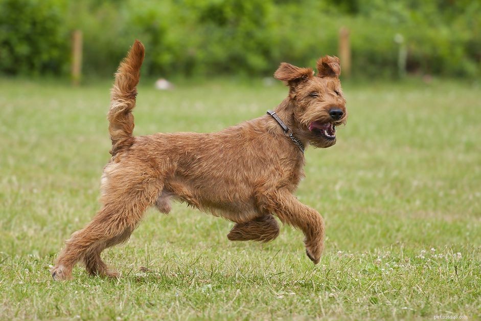 Terrier Irlandês:Características e cuidados da raça do cão