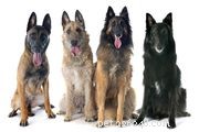Шипперке:характеристики породы собак и уход за ними