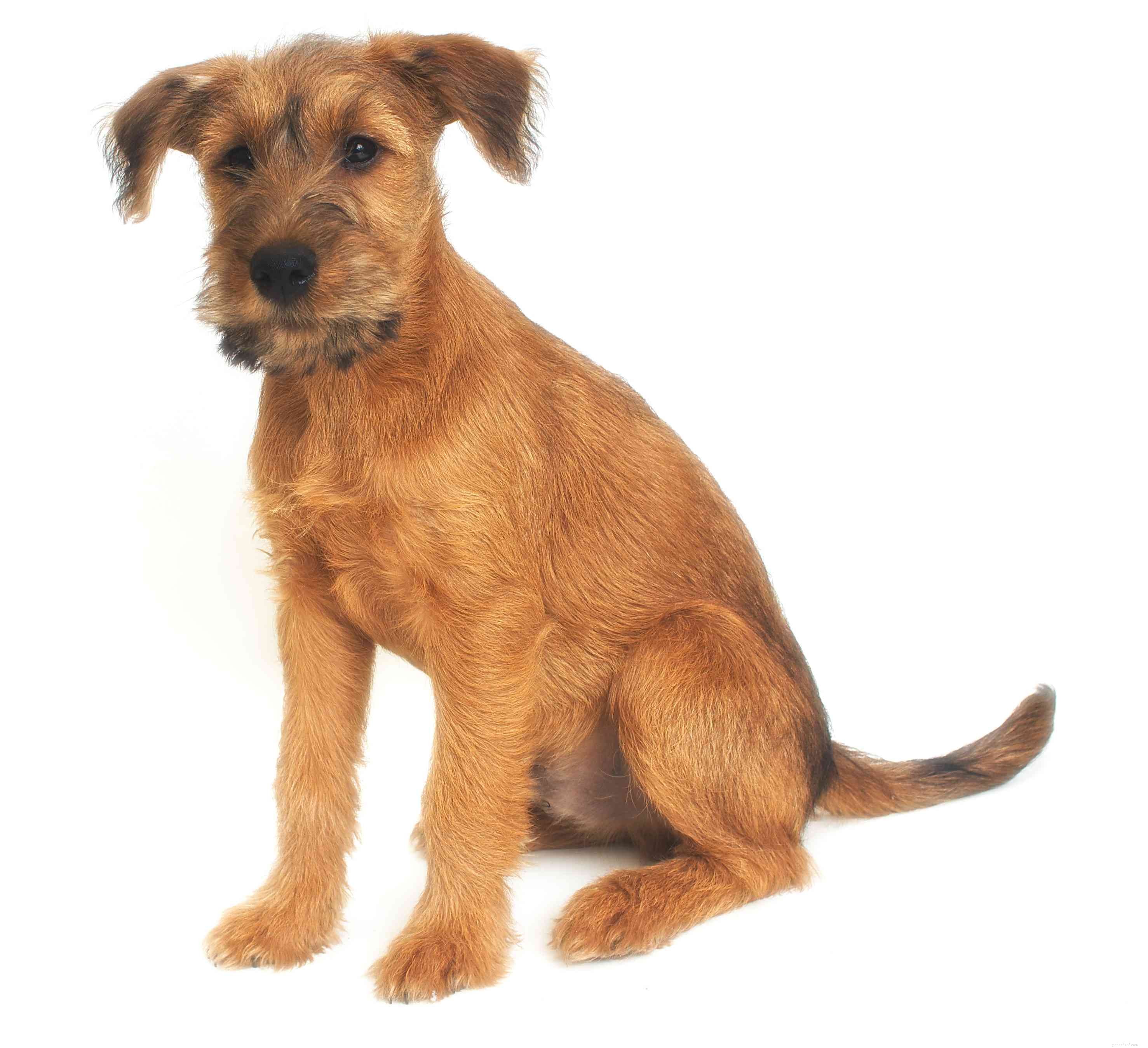 アイリッシュテリア：犬の品種の特徴とケア 