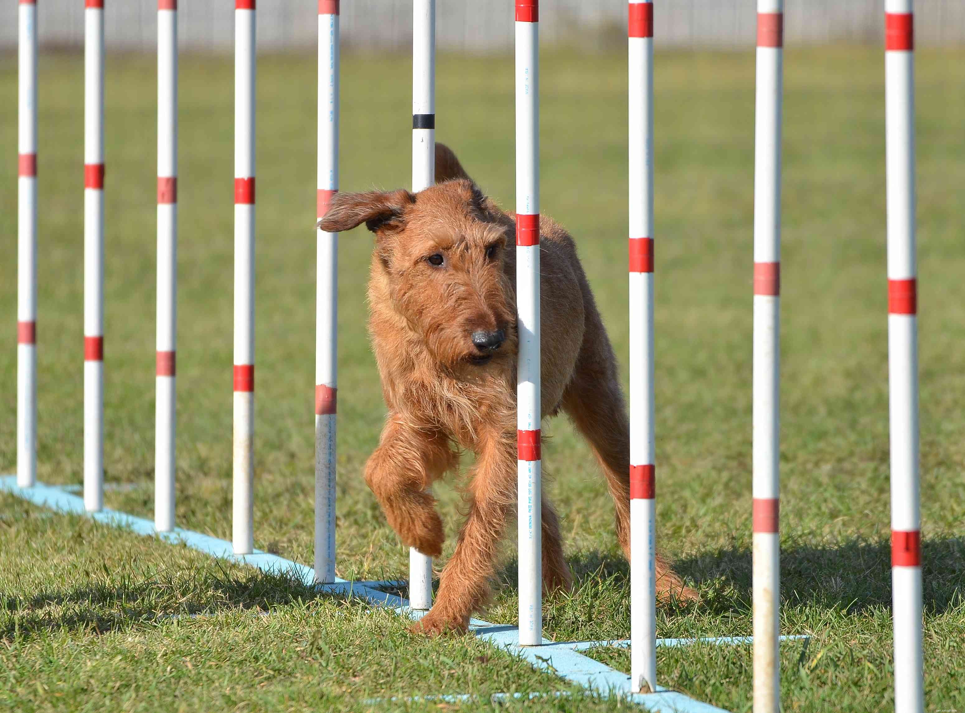 Irish Terrier:Hundrasegenskaper och skötsel